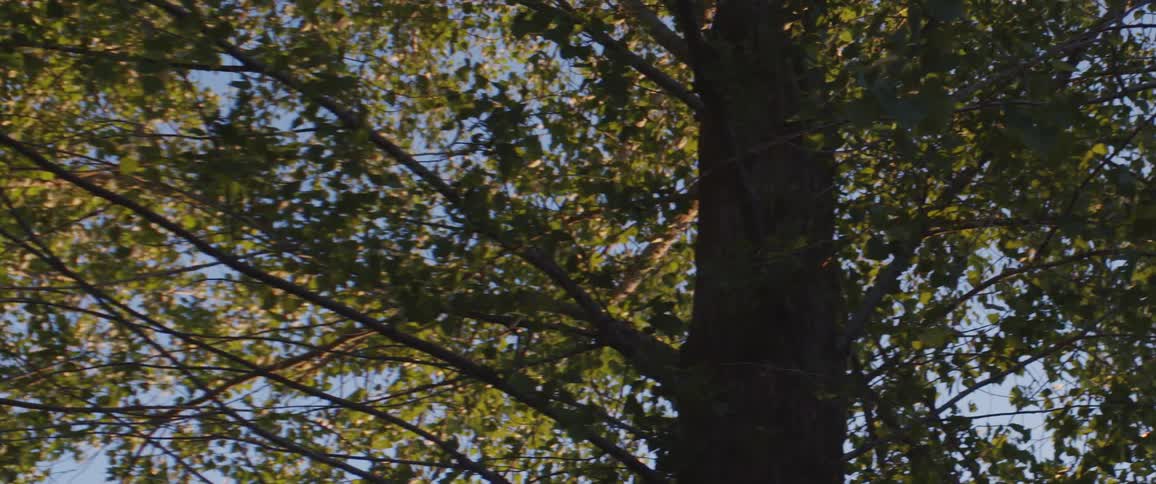 Trees are shown in a wooded area at midday