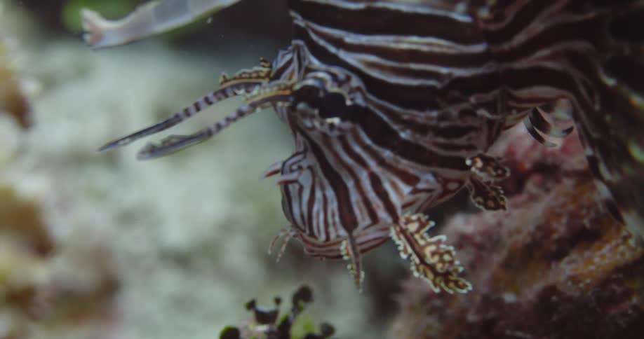 A Red Lionfish face underwater in the ocean