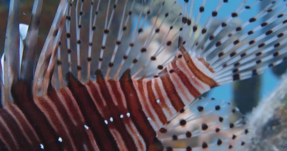 The stripes dots and lines of a Lion Fish tail and fins
