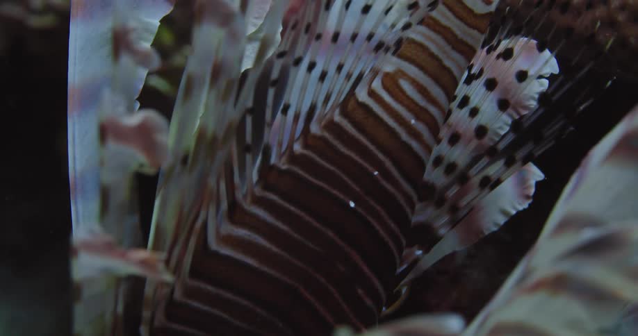 A fish that is swimming underwater