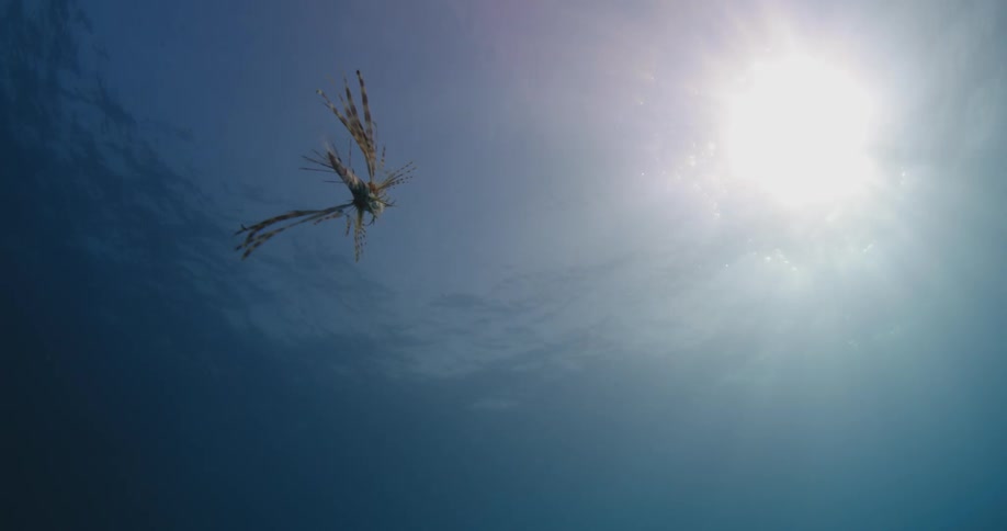A lion fish swims with the sun shining on the surface