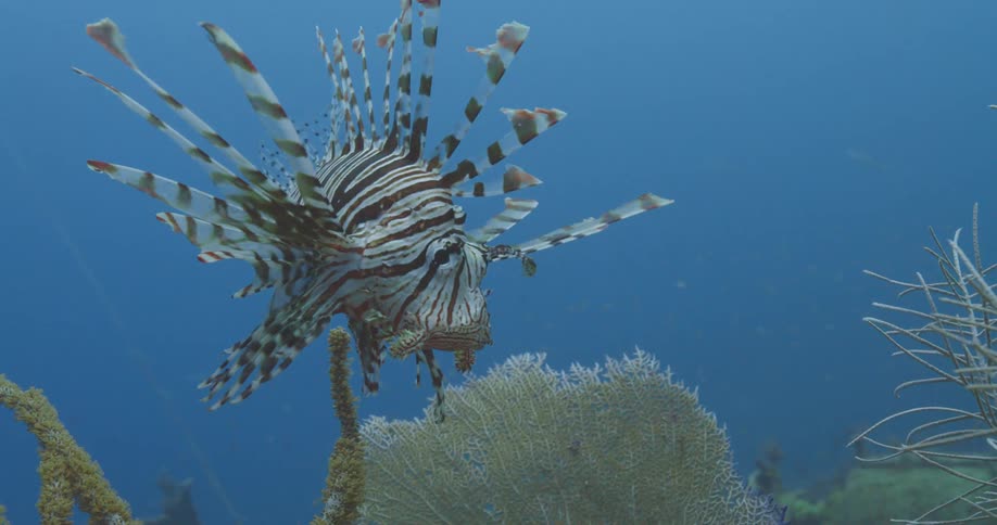 A Red Lionfish in the water in the Bahamas