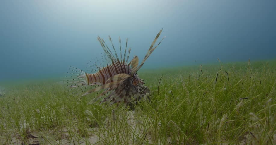 A view of fish swimming under water