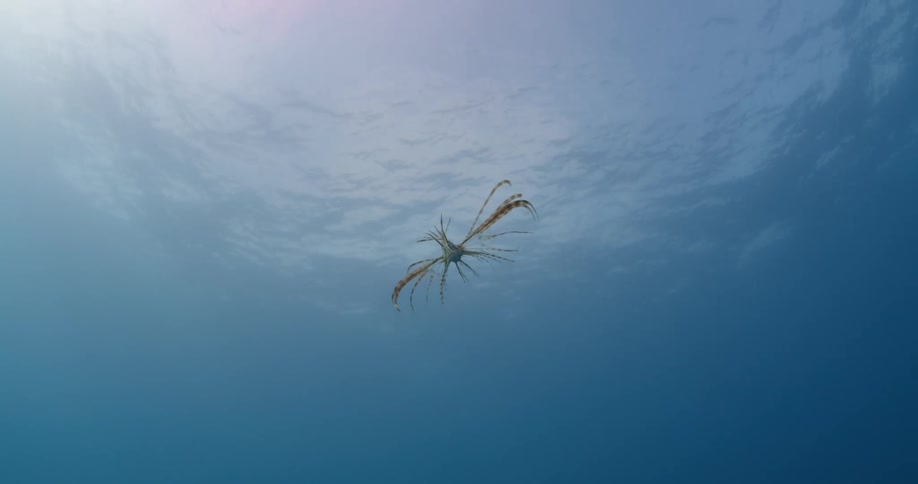 A Lionfish swims underwater on a sunny day