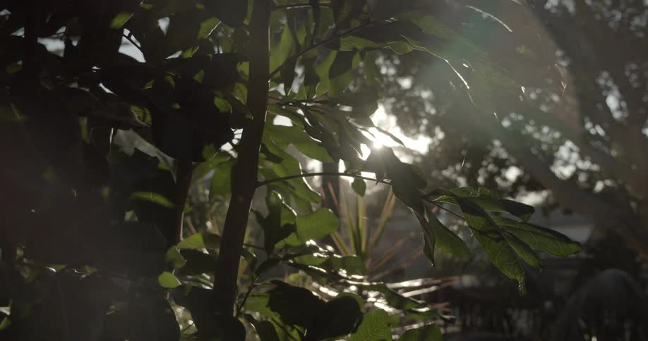 The sunlight shines and glares through lush green branches and leaves