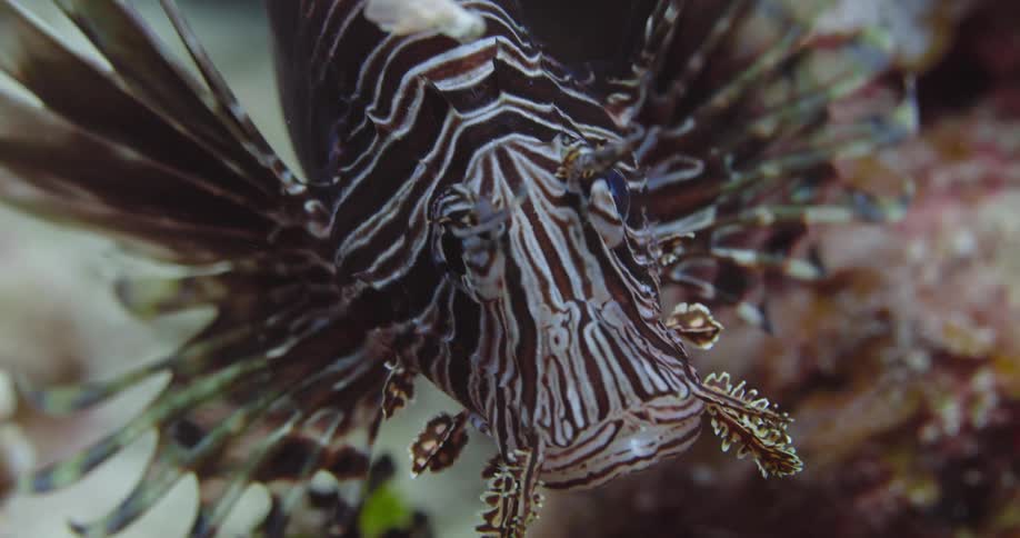 A Red Lionfish Face on underwater