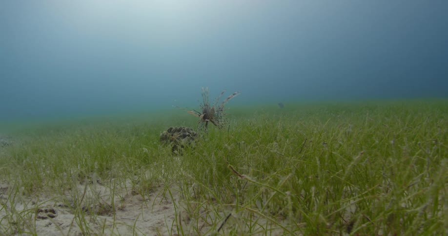 A Lionfish swimming underwater above seagrass and sand