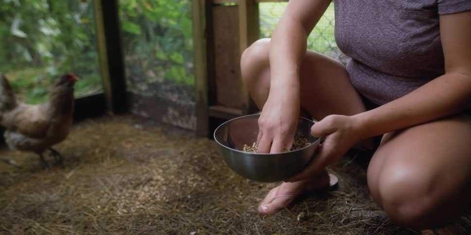 A woman crouches down in her chicken coop to feed a chicken