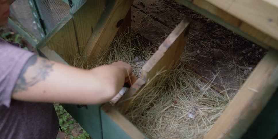 A woman removes colorful eggs from a chicken coop
