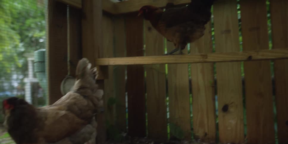 A hen jumps off a perch in a backyard chicken coop