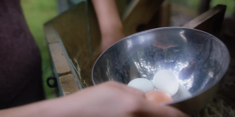 A woman takes eggs from her chicken coop and places them in a metal bowl