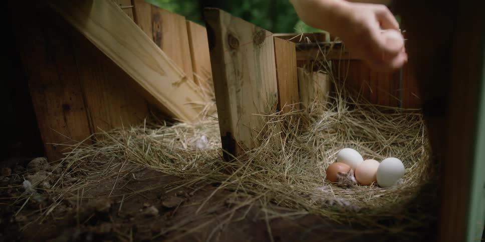 A woman retrieves freshly laid eggs from her chicken coop