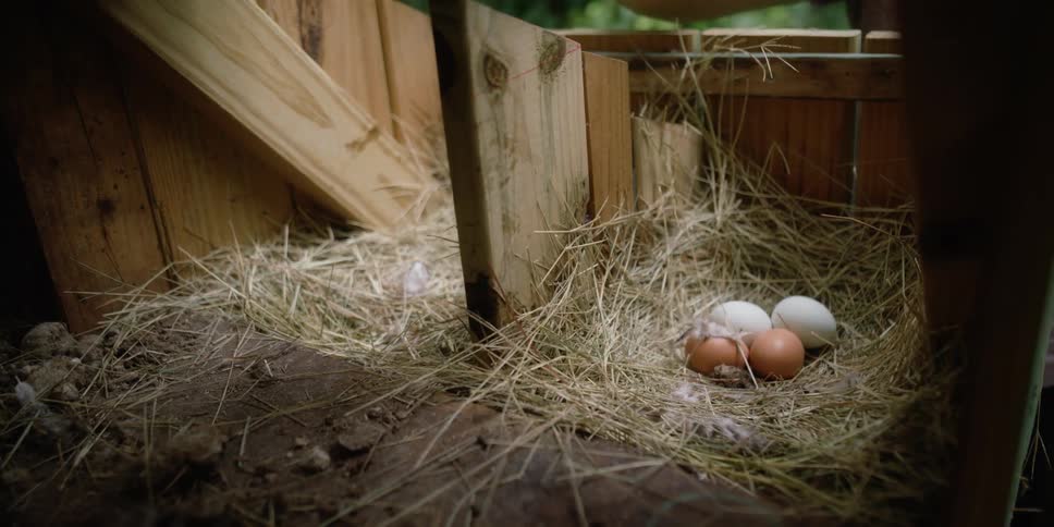 Person gathers eggs from straw nests in wooden coop