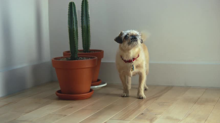 Small dog standing next to potted cactus in the corner barking and walking off camera