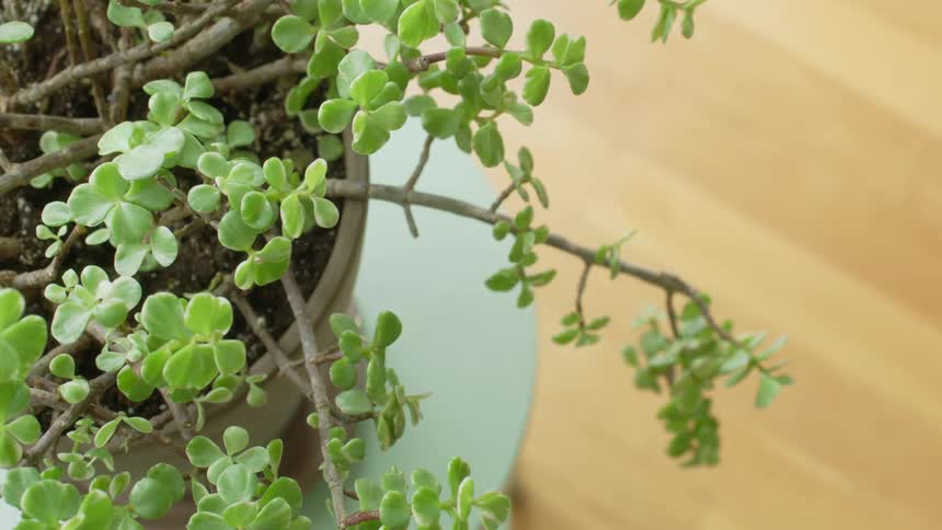 Succulent house plant with small leaves sits in pot on pale saucer on wooden surface