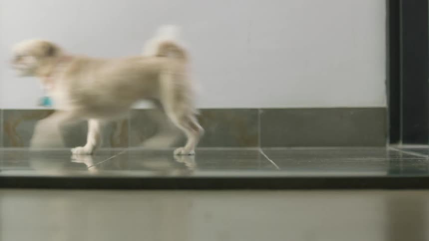 A person walking with a dog indoors