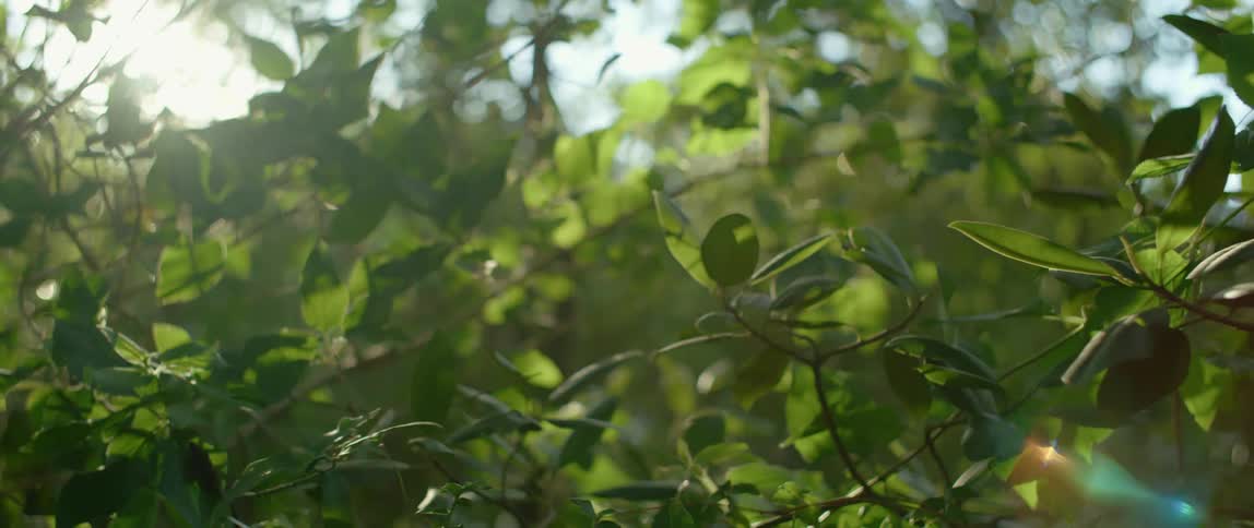 Sunlight shines down on the fluttering leaves of plant life during the day