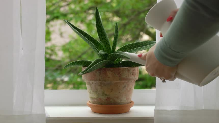 A woman uses a watering can to water a plant sitting on a window sill in a house during the day