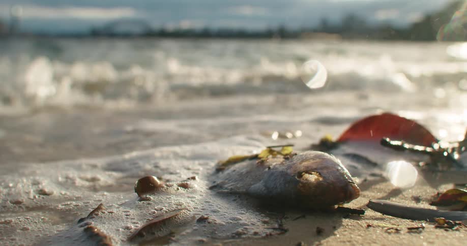 A dead fish laying on the sand on a beach with water and waves in the background