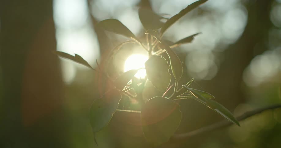 The sun shines on the green leaves of a branch