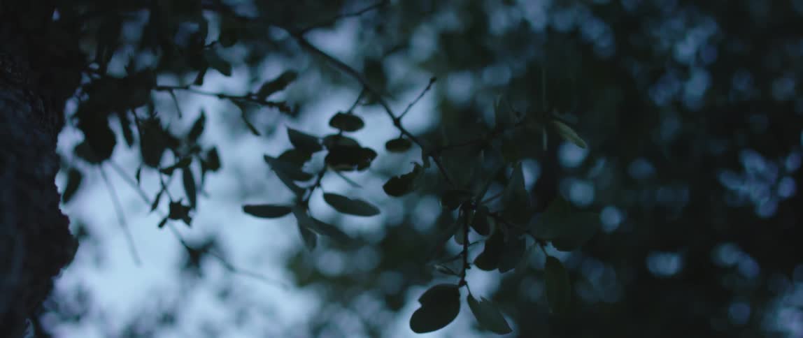 A tree with branches and leaves with the sky and clouds in the background
