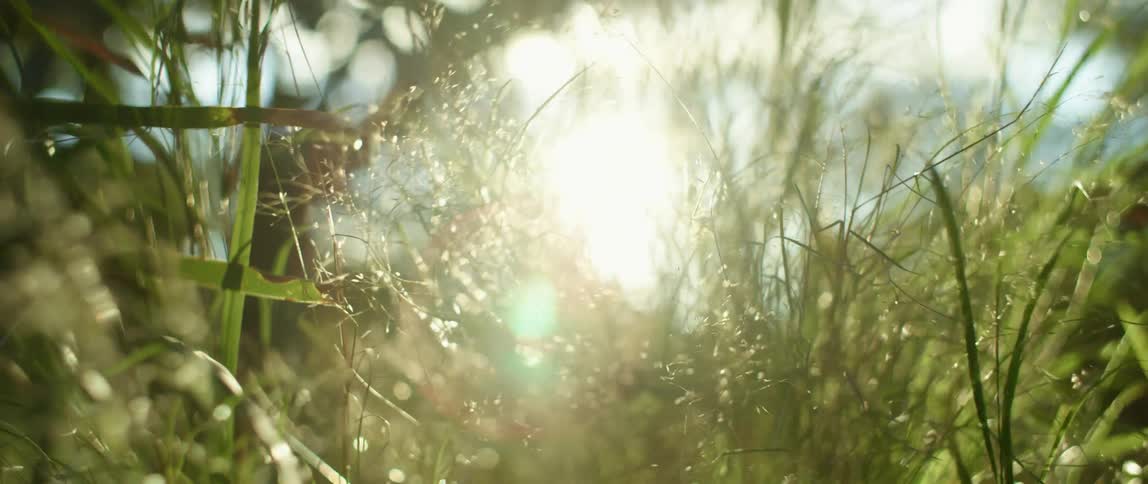 The wind blows the tall grass