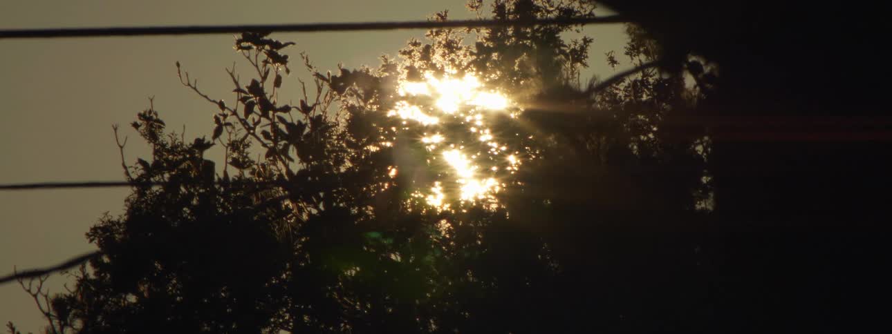 The sun hangs low in the sky as it shines through the leafs of some trees