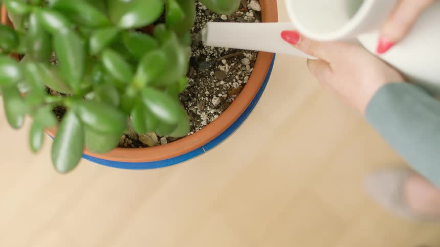 A woman slowly pours water from a watering can onto a potted plant