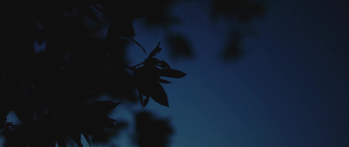 A view of leaves on a tree outdoors at night