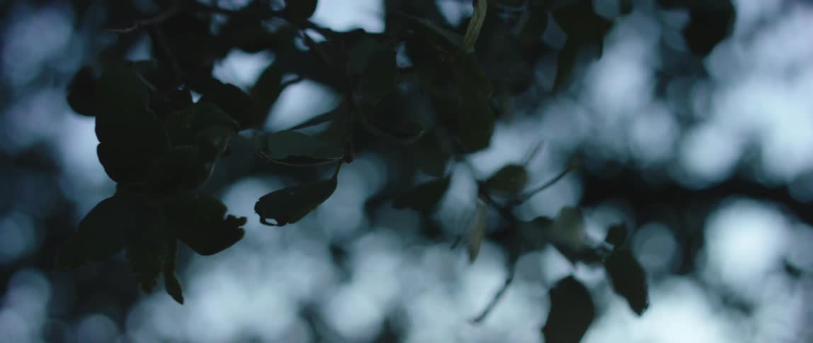 Person wearing silver ring touches clump of leaves silhouetted under a blue sky