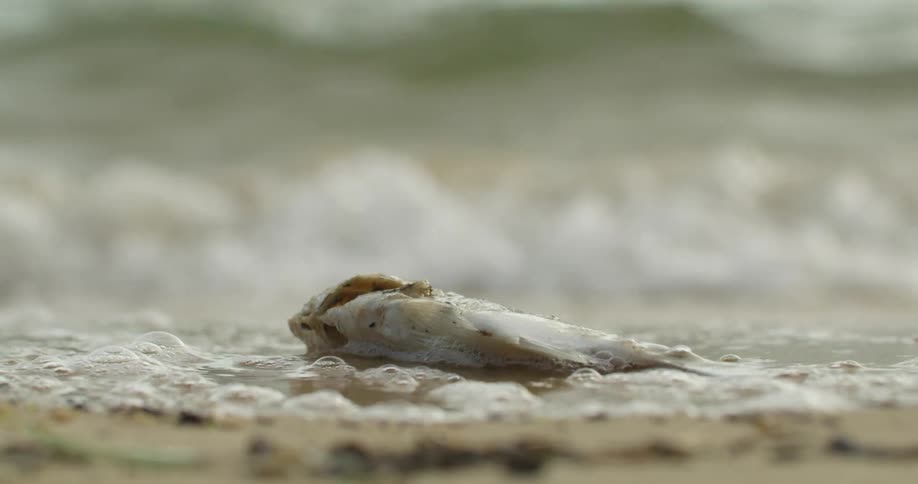 A dead fish laying on the sand on a beach with water and waves