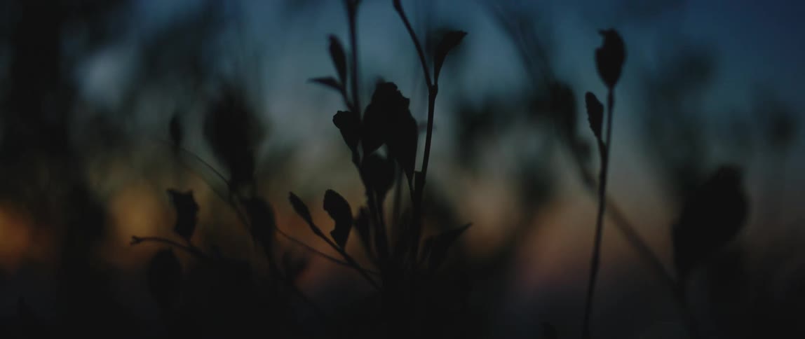A close up view of plant leaves at dusk