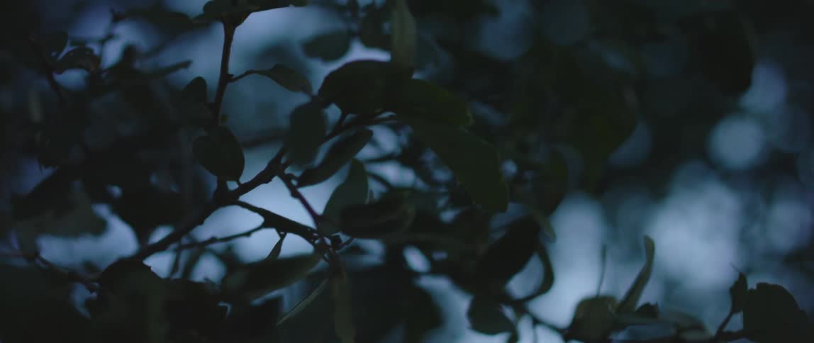 Leaves cluster on small branches of a tree in the blue evening light
