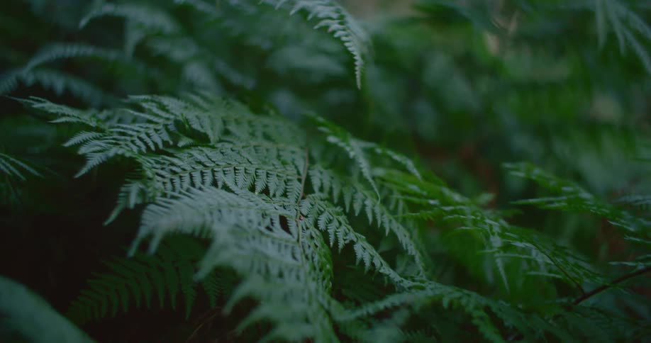 Fern leaves in the wind