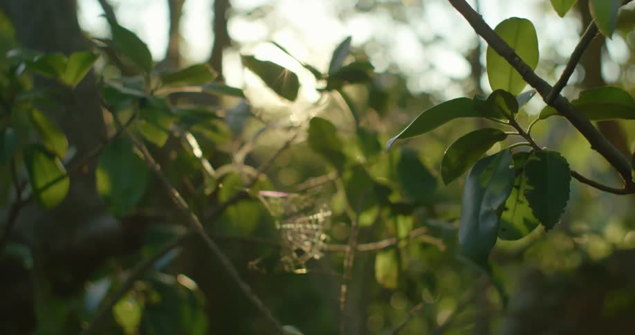 Sunlight shines through the branches and small leaves of vegetation in the countryside