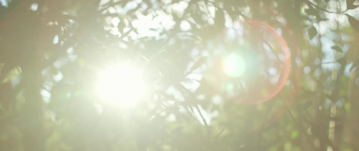 Sun shining brightly through tree branches with green leaves
