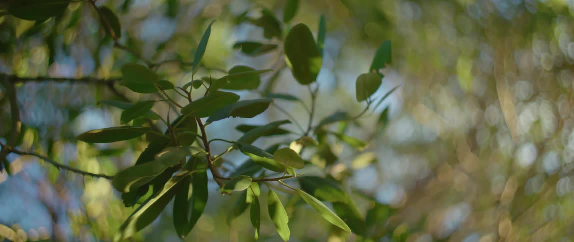 The branches and leafs on a tree sway gently in the wind on a sunny day