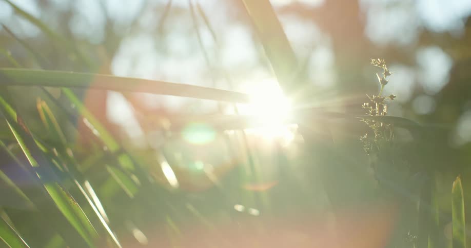 Sunlight passes through tall weeds in a field