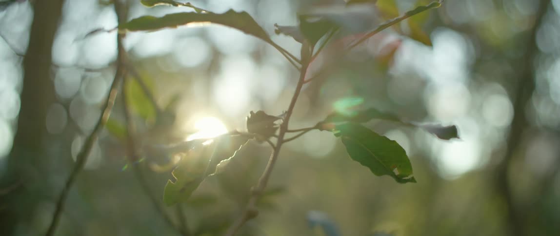 Tree branch with a few leaves moving in the breeze and the sun shining in the distance