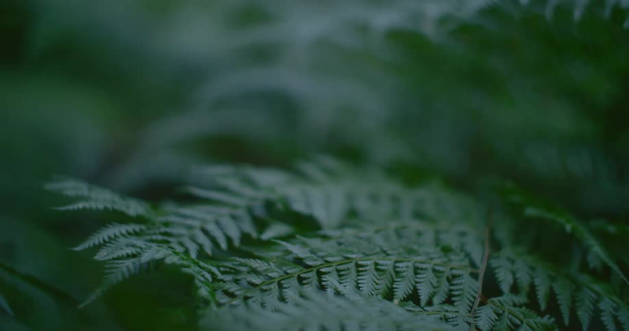 Green fern leaves in the wind