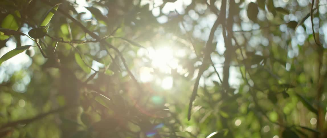 The wind blows the trees on a sunny day