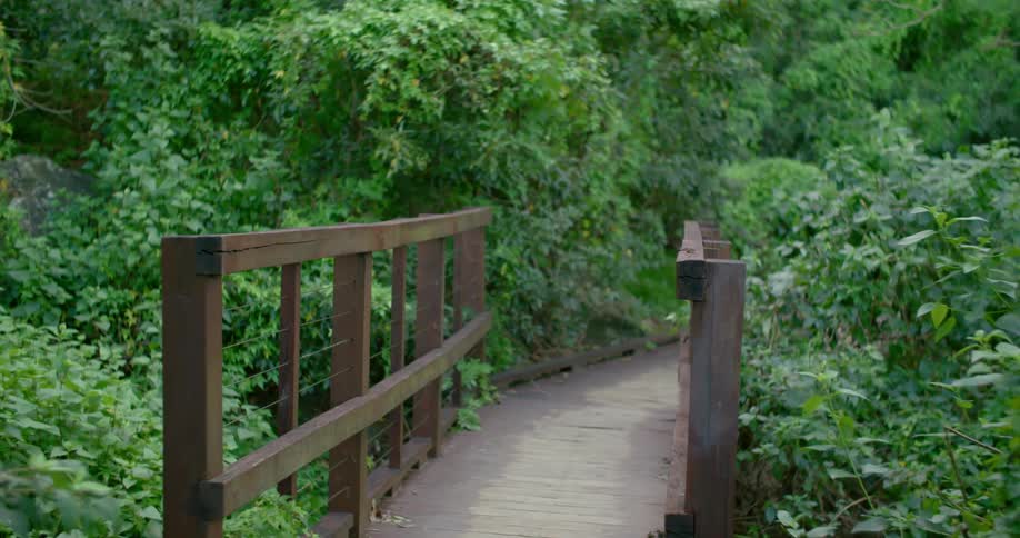 The small wooden bridge runs through the forest