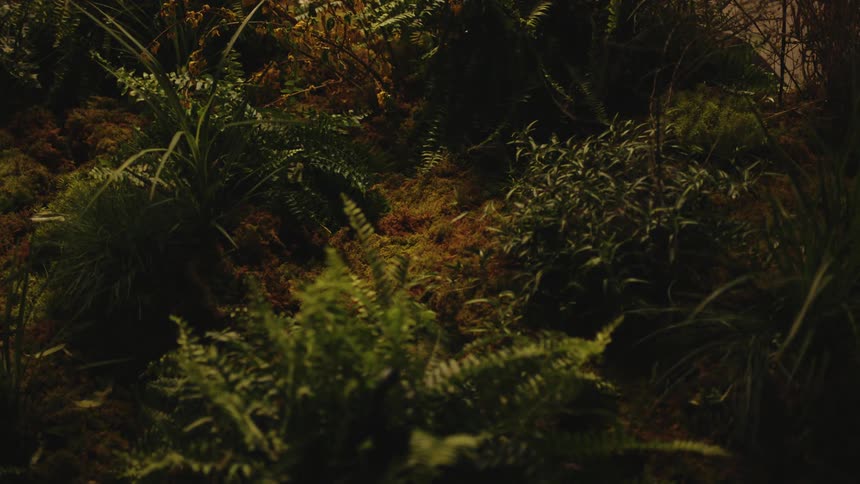Ferns and other plants form undergrowth in forest