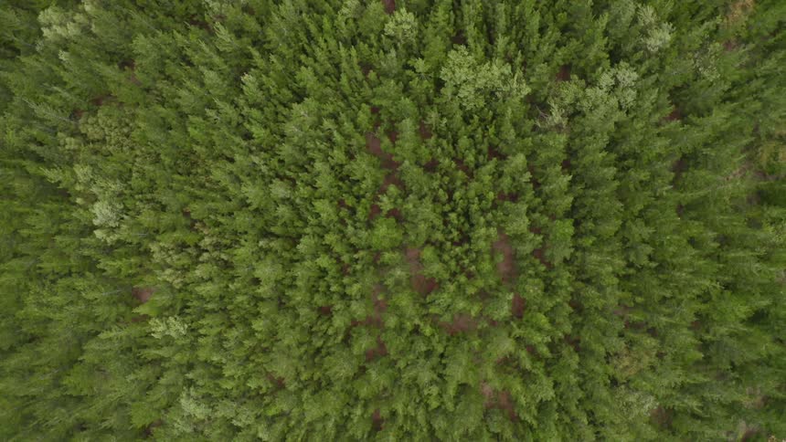 The wind is blowing the trees in the forest