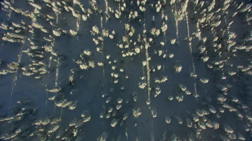 Forest of snow covered pine trees seen from above