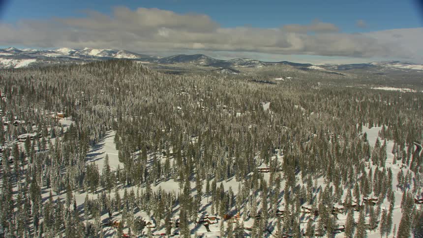 A sprawling forest of evergreen trees is coated in snow on a sunny day