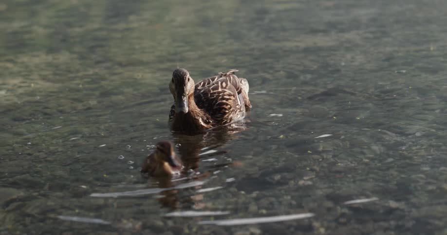 Two ducks swimming in water