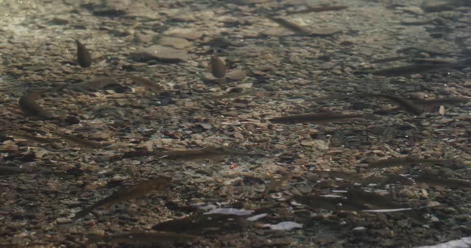 Fish swimming in a shallow lake as drops of water fall into it