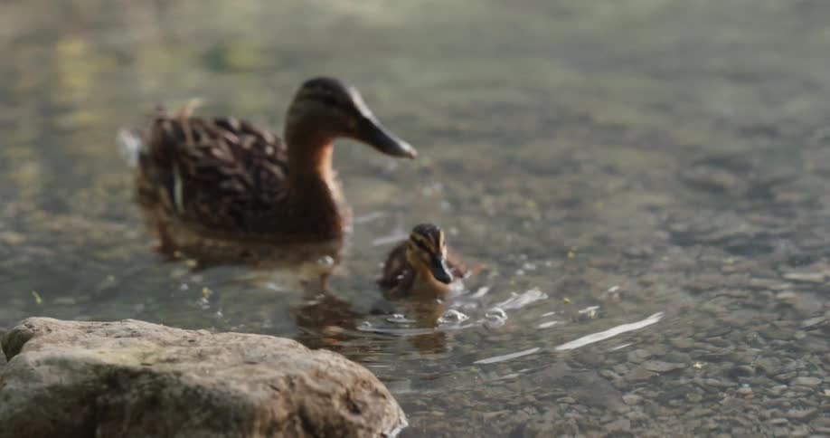 A duckling swims next to a duck in water