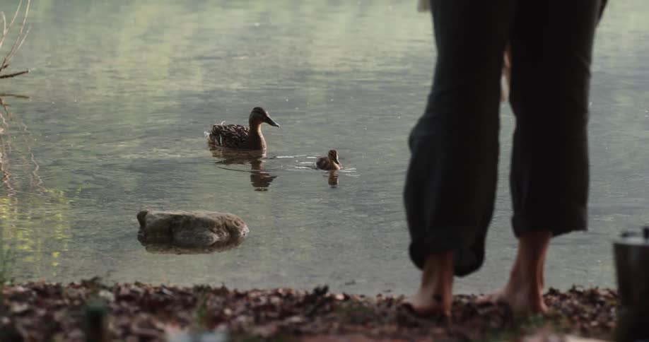 A barefoot woman standing on the shore of a pond watches a pair of ducks swimming on its surface